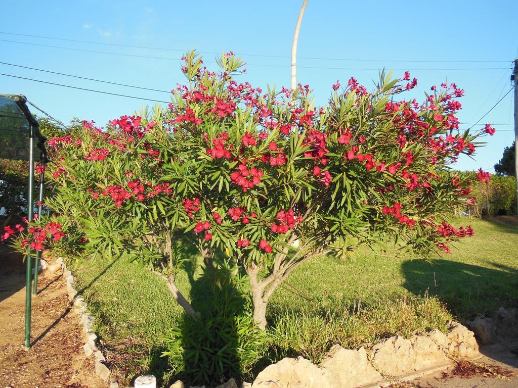 Jardins Da Balaia Ξενοδοχείο Αλμπουφέιρα Εξωτερικό φωτογραφία